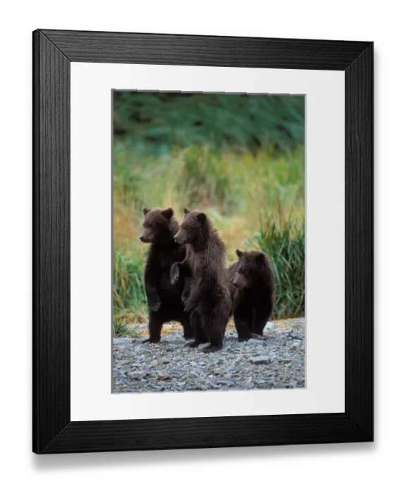 Framed Print : brown bear, Ursus arctos, grizzly bear, Ursus horribils, three standing cubs wait for the mother Framed Print : brown bear, Ursus arctos, grizzly bear, Ursus horribils, three standing cubs wait for the mother