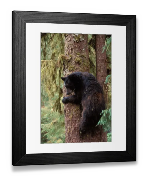 Framed Print : black bear, Ursus americanus, sow in a tree along Anan Creek, Tongass National Forest