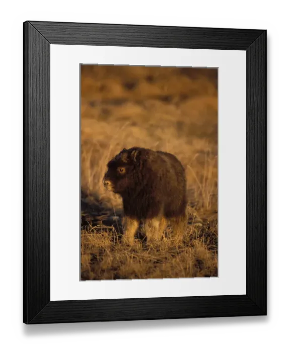 Framed Print : muskox, Ovibos moschatus, newborn calf on the central Arctic coastal plain, North Framed Print : muskox, Ovibos moschatus, newborn calf on the central Arctic coastal plain, North