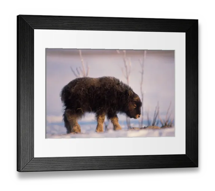 Framed Print : muskox, Ovibos moschatus, newborn calf on the central Arctic coastal plain, North