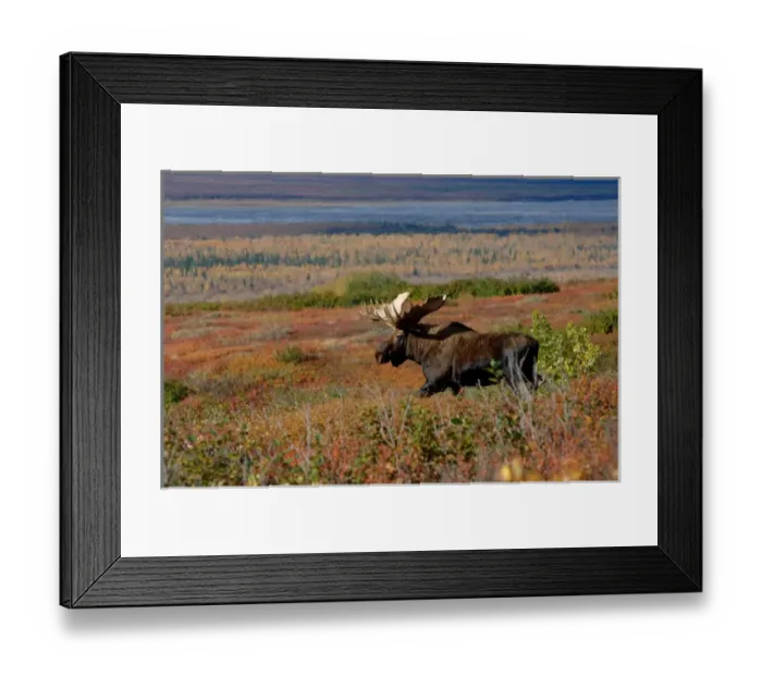 Framed Print : moose, Alces alces, bull walking on fall tundra in Denali National Park, interior Alaska Framed Print : moose, Alces alces, bull walking on fall tundra in Denali National Park, interior Alaska
