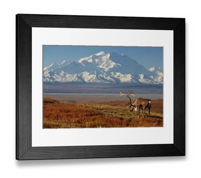 Framed Print : caribou, Rangifer tarandus, bull in fall colors with Mount McKinley in the background Framed Print : caribou, Rangifer tarandus, bull in fall colors with Mount McKinley in the background
