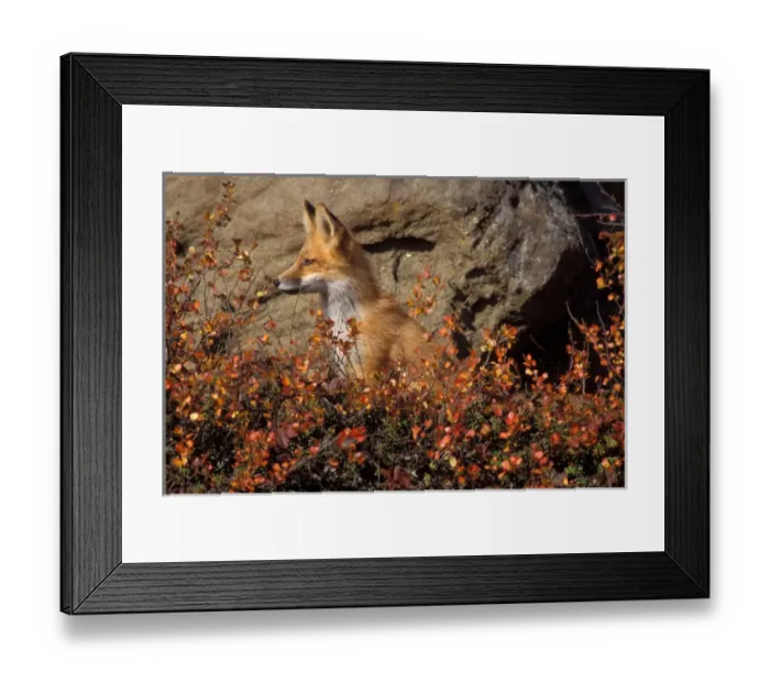 Framed Print : red fox, Vulpes vulpes, in fall colors along the central North Slope of the Brooks Range