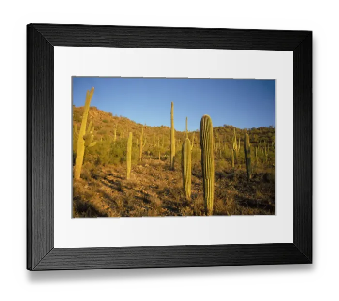 Framed Print : saguaro cacti, Carnegiea gigantea, at sunset in Saguaro National Park, Arizona Framed Print : saguaro cacti, Carnegiea gigantea, at sunset in Saguaro National Park, Arizona