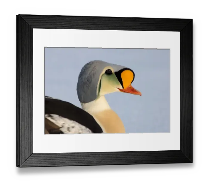 Framed Print : king eider, Somateria spectabilis, on jumbled ice over the frozen Chuckchi Sea, off Point Barrow Framed Print : king eider, Somateria spectabilis, on jumbled ice over the frozen Chuckchi Sea, off Point Barrow