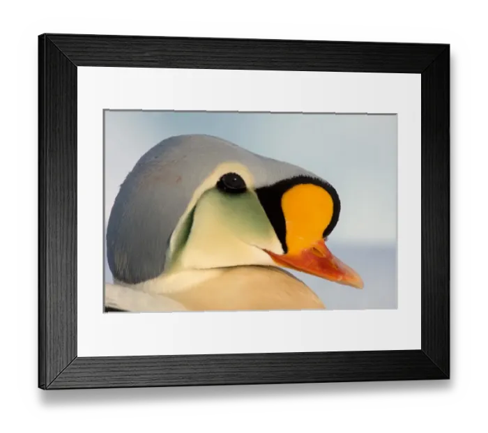 Framed Print : king eider, Somateria spectabilis, on jumbled ice over the frozen Chuckchi Sea, off Point Barrow Framed Print : king eider, Somateria spectabilis, on jumbled ice over the frozen Chuckchi Sea, off Point Barrow