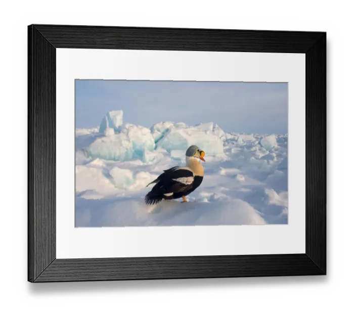 Framed Print : king eider, Somateria spectabilis, on jumbled ice over the frozen Chuckchi Sea, off Point Barrow