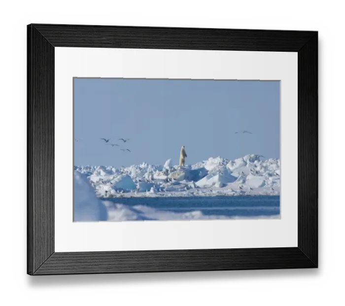 Framed Print : polar bear, Ursus maritimus, standing and looking across an open lead that is closing