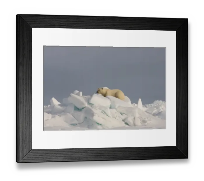 Framed Print : polar bear, Ursus maritimus, in rough ice on the frozen eastern Chuckchi Sea, Arctic Framed Print : polar bear, Ursus maritimus, in rough ice on the frozen eastern Chuckchi Sea, Arctic