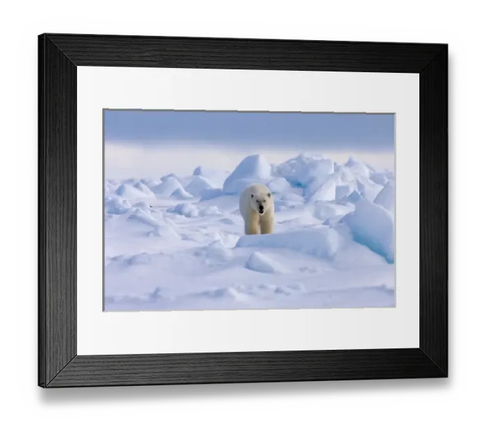 Framed Print : polar bear, Ursus maritimus, in rough ice on the frozen eastern Chuckchi Sea, Arctic Framed Print : polar bear, Ursus maritimus, in rough ice on the frozen eastern Chuckchi Sea, Arctic