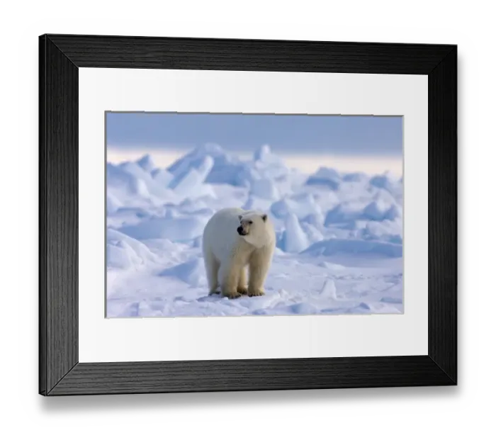 Framed Print : polar bear, Ursus maritimus, in rough ice on the frozen eastern Chuckchi Sea, Arctic Framed Print : polar bear, Ursus maritimus, in rough ice on the frozen eastern Chuckchi Sea, Arctic