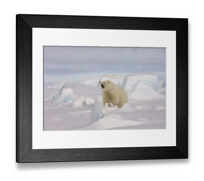 Framed Print : polar bear, Ursus maritimus, in rough ice on the frozen eastern Chuckchi Sea, Arctic