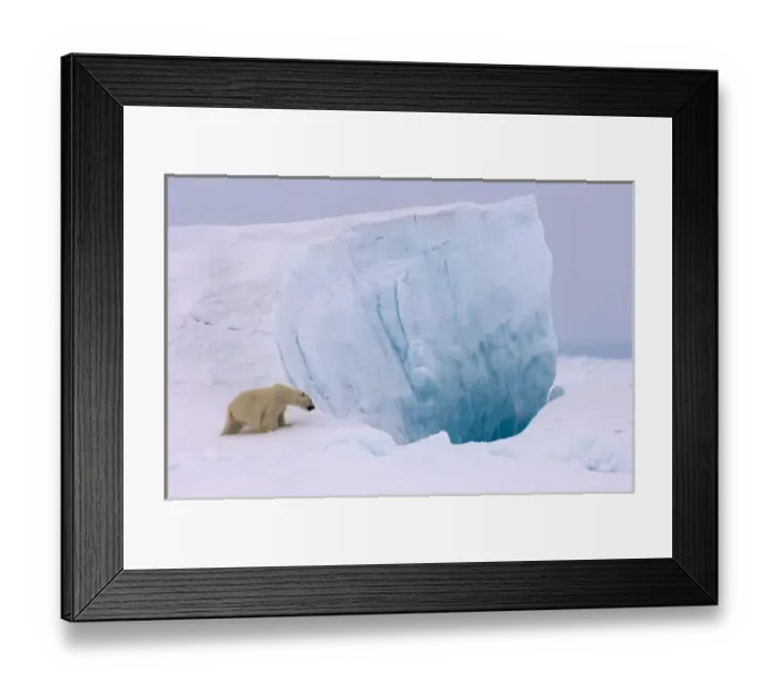 Framed Print : polar bear, Ursus maritimus, in rough ice on the frozen eastern Chuckchi Sea, Arctic Framed Print : polar bear, Ursus maritimus, in rough ice on the frozen eastern Chuckchi Sea, Arctic