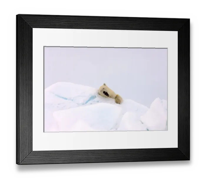 Framed Print : polar bear, Ursus maritimus, waking from a nap in rough ice, frozen eastern Chuckchi Sea Framed Print : polar bear, Ursus maritimus, waking from a nap in rough ice, frozen eastern Chuckchi Sea