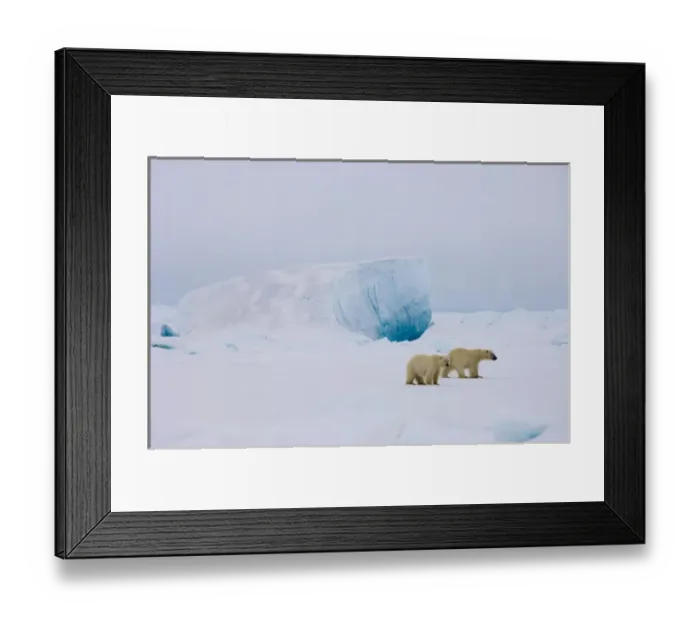 Framed Print : polar bear, Ursus maritimus, pair in rough ice on the frozen eastern Chuckchi Sea