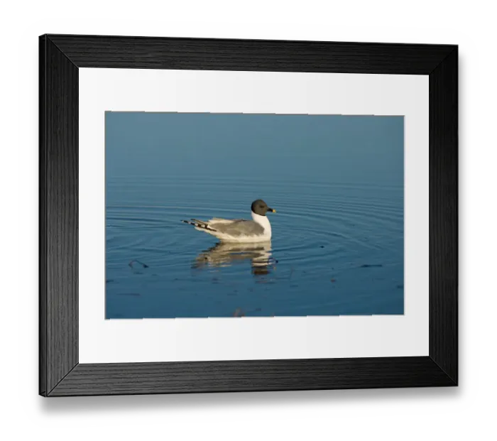Framed Print : sabines gull, Xema sabini, fishing in a freshwater lake in the National Petroleum Reserves Framed Print : sabines gull, Xema sabini, fishing in a freshwater lake in the National Petroleum Reserves