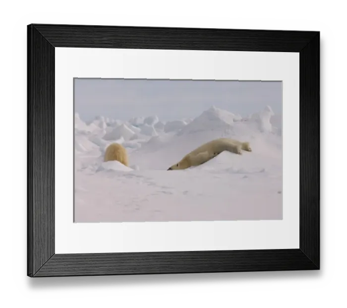 Framed Print : polar bear, Ursus maritimus, playfully sliding down rough ice, frozen eastern Chuckchi Sea Framed Print : polar bear, Ursus maritimus, playfully sliding down rough ice, frozen eastern Chuckchi Sea