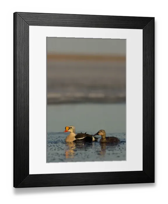 Framed Print : king eider, Somateria spectabilis, pair on a freshwater lake in the National Petroleum Reserves Framed Print : king eider, Somateria spectabilis, pair on a freshwater lake in the National Petroleum Reserves