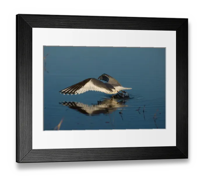 Framed Print : sabines gull, Xema sabini, fishing in a freshwater lake in the National Petroleum Reserves