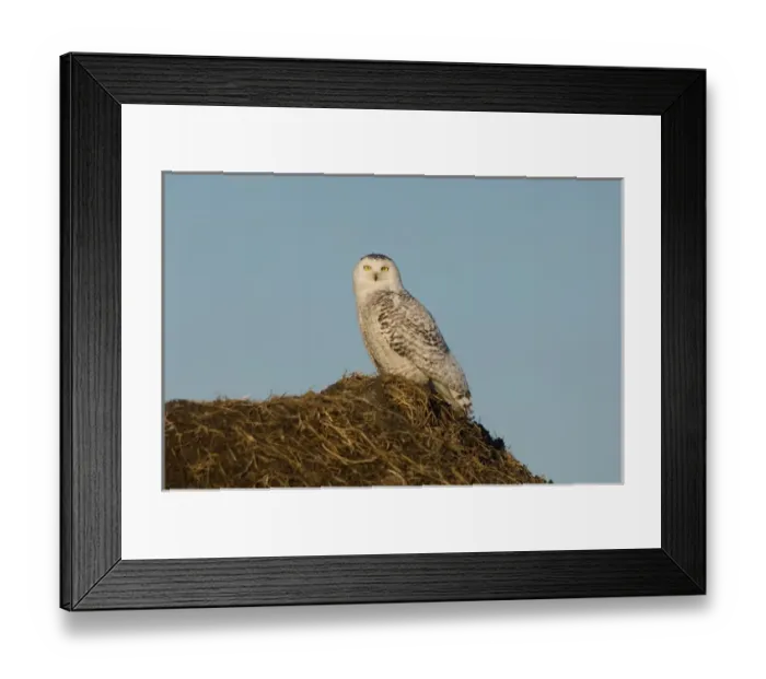 Framed Print : snowy owl, Nycttea scandiaca, on the tundra in the National Petroleum Reserves, outside