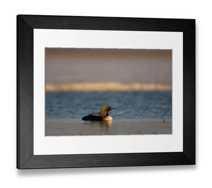 Framed Print : pacific loon, Gavia pacifica, on a freshwater lake in the National Petroleum Reserves Framed Print : pacific loon, Gavia pacifica, on a freshwater lake in the National Petroleum Reserves