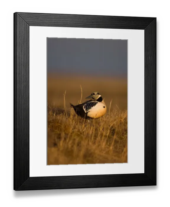 Framed Print : stellers eider, Polysticta stelleri, (endangered) male on tundra in the National Framed Print : stellers eider, Polysticta stelleri, (endangered) male on tundra in the National