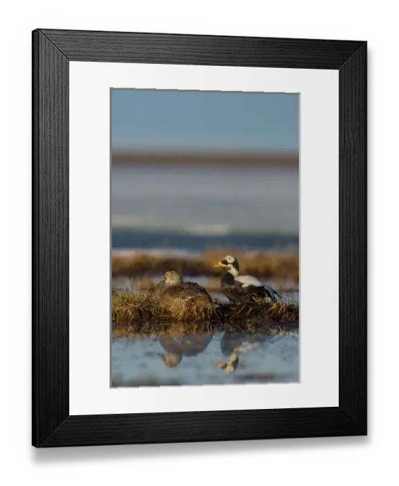 Framed Print : spectacled eider, Somateria fischeri, pair on a freshwater pond, National Petroleum Reserves
