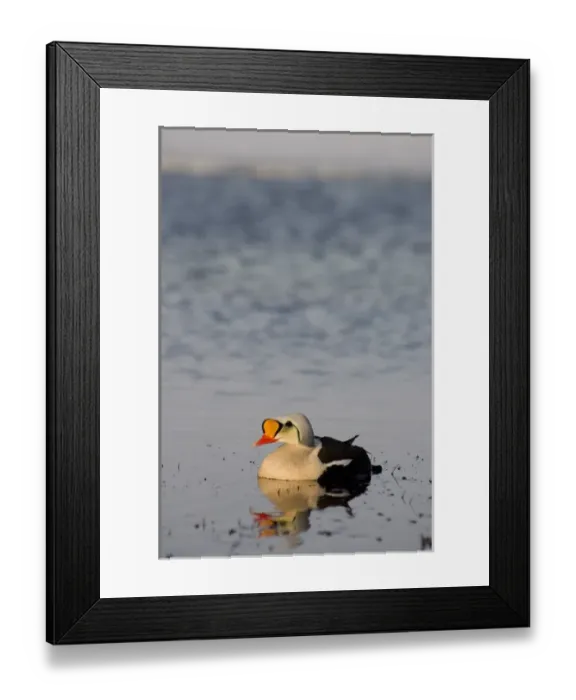 Framed Print : king eider, Somateria spectabilis, male on a freshwater lake in the National Petroleum Reserves Framed Print : king eider, Somateria spectabilis, male on a freshwater lake in the National Petroleum Reserves