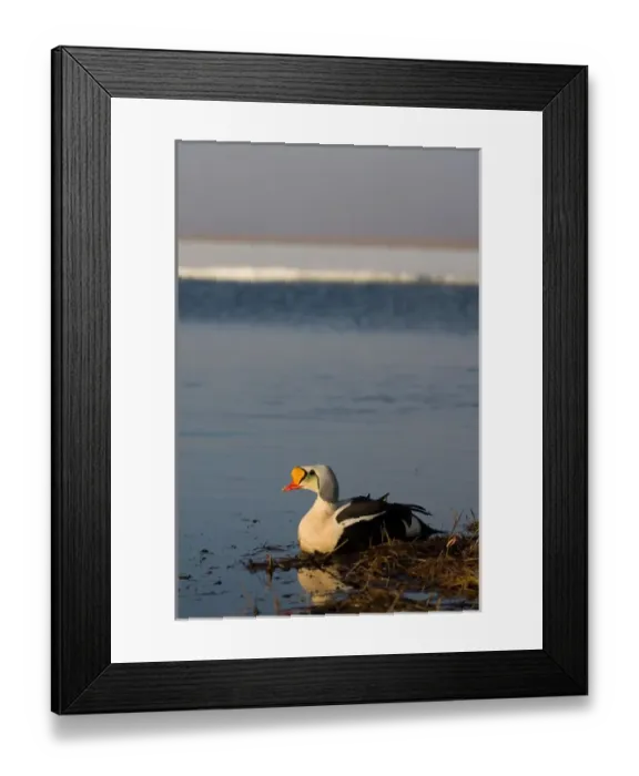 Framed Print : king eider, Somateria spectabilis, male on a freshwater lake in the National Petroleum Reserves Framed Print : king eider, Somateria spectabilis, male on a freshwater lake in the National Petroleum Reserves