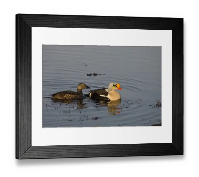 Framed Print : king eider, Somateria spectabilis, pair on a freshwater lake in the National Petroleum Reserves Framed Print : king eider, Somateria spectabilis, pair on a freshwater lake in the National Petroleum Reserves