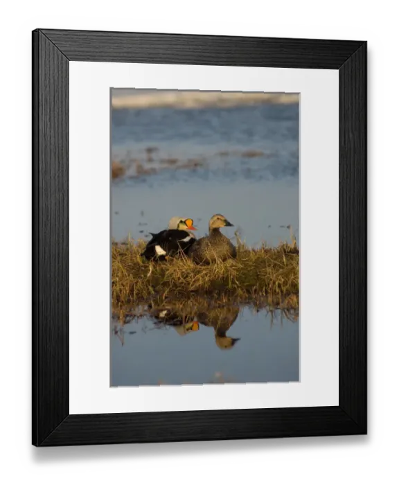 Framed Print : king eider, Somateria spectabilis, pair resting along a freshwater lake, National Framed Print : king eider, Somateria spectabilis, pair resting along a freshwater lake, National