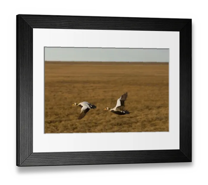 Framed Print : spectacled eider, Somateria fischeri, pair of males in flight, National Petroleum Reserves Framed Print : spectacled eider, Somateria fischeri, pair of males in flight, National Petroleum Reserves