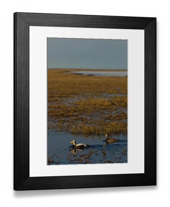 Framed Print : spectacled eider, Somateria fischeri, pair on a freshwater lake, National Petroleum Reserves