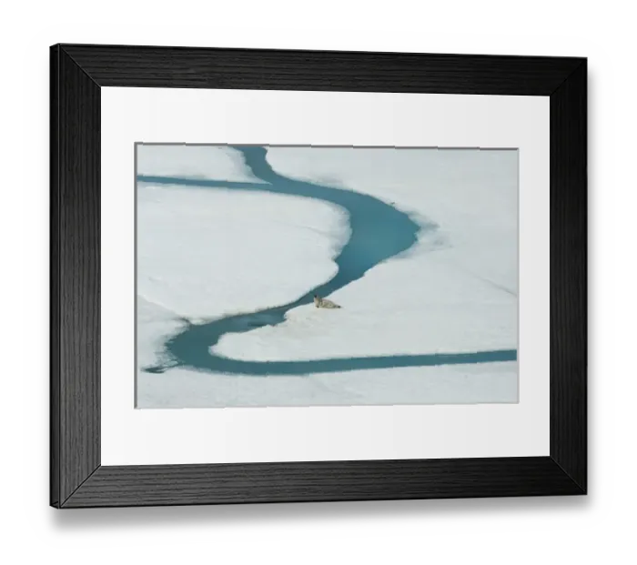 Framed Print : ringed seal, Phoca hispida, on multi-layer ice (fresh water pans formed over years Framed Print : ringed seal, Phoca hispida, on multi-layer ice (fresh water pans formed over years