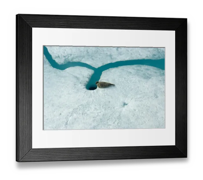 Framed Print : ringed seal, Phoca hispida, on multi-layer ice (fresh water pans formed over years Framed Print : ringed seal, Phoca hispida, on multi-layer ice (fresh water pans formed over years
