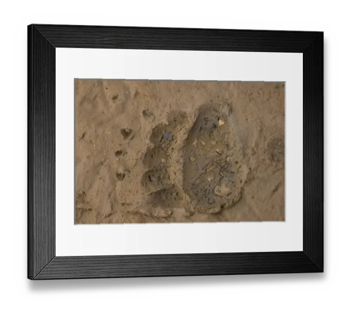 Framed Print : polar bear, Ursus maritimus, track in mud, 1002 coastal plain of the Arctic National Framed Print : polar bear, Ursus maritimus, track in mud, 1002 coastal plain of the Arctic National