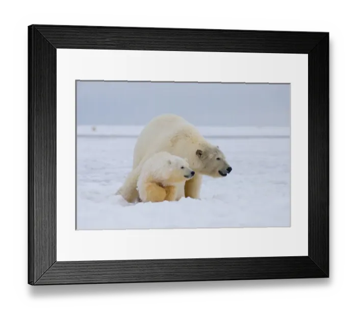 Framed Print : polar bear, Ursus maritimus, sow with cub on the pack ice, 1002 coastal plain of Framed Print : polar bear, Ursus maritimus, sow with cub on the pack ice, 1002 coastal plain of
