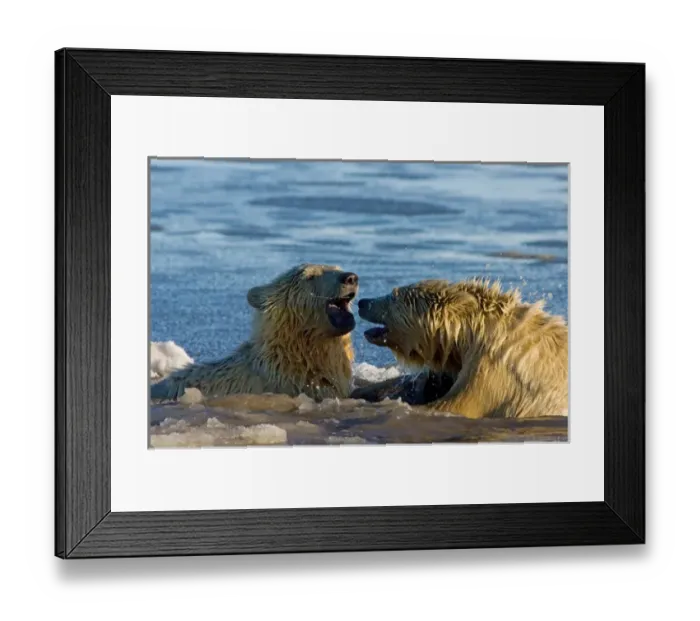 Framed Print : polar bear, Ursus maritimus, cub swims in the water, 1002 coastal plain of the Arctic Framed Print : polar bear, Ursus maritimus, cub swims in the water, 1002 coastal plain of the Arctic