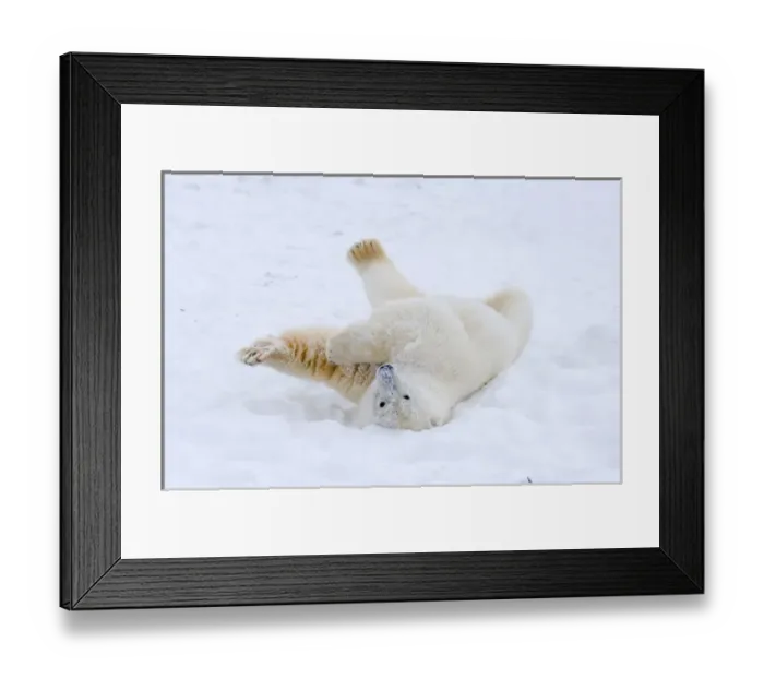 Framed Print : polar bear, Ursus maritimus, cub rolling around on the pack ice, 1002 coastal plain Framed Print : polar bear, Ursus maritimus, cub rolling around on the pack ice, 1002 coastal plain
