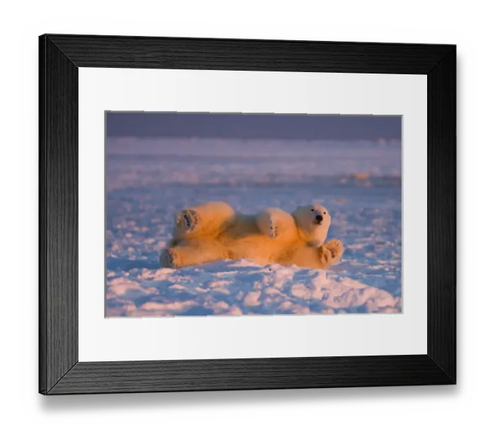 Framed Print : polar bear, Ursus maritimus, cub rolling around on the pack ice, 1002 coastal plain Framed Print : polar bear, Ursus maritimus, cub rolling around on the pack ice, 1002 coastal plain