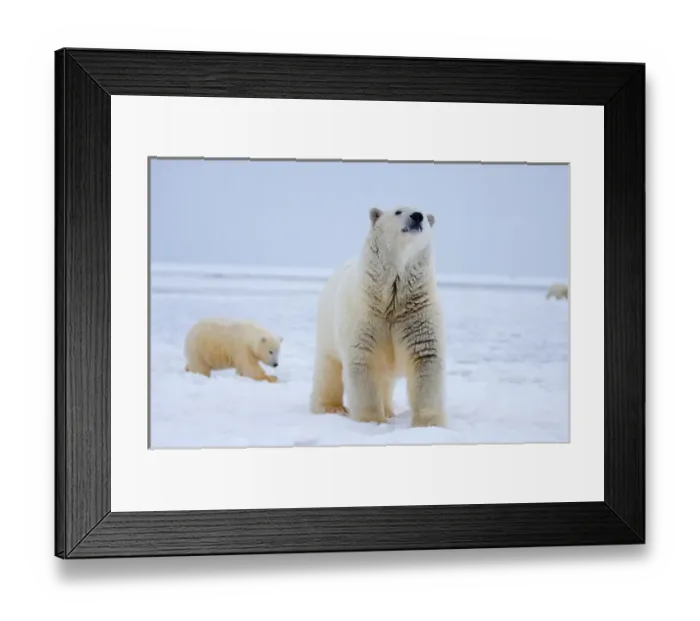 Framed Print : polar bear, Ursus maritimus, sow with cub on the pack ice, 1002 coastal plain of