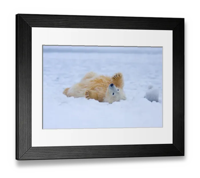 Framed Print : polar bear, Ursus maritimus, cub rolling around on the pack ice, 1002 coastal plain Framed Print : polar bear, Ursus maritimus, cub rolling around on the pack ice, 1002 coastal plain