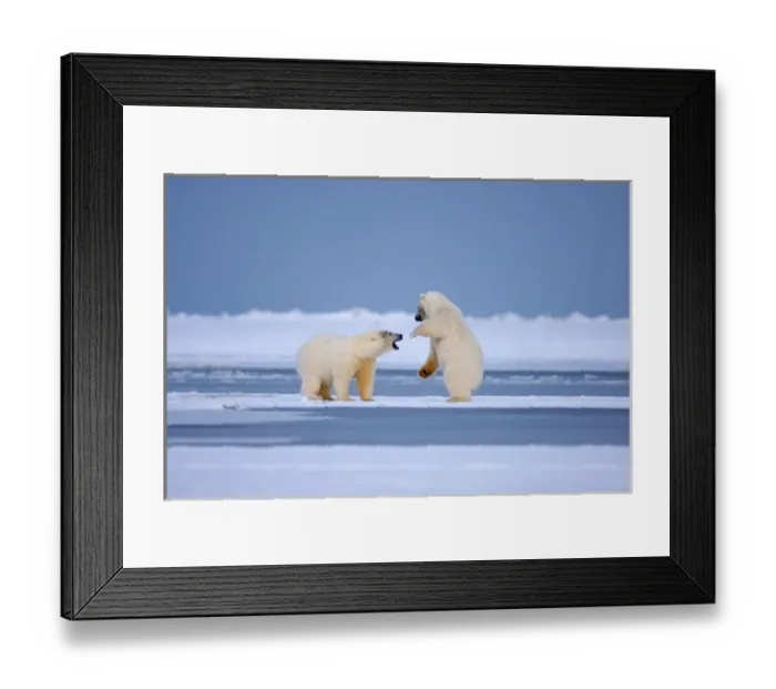Framed Print : polar bears, Ursus maritimus, playing around on the pack ice, 1002 coastal plain Framed Print : polar bears, Ursus maritimus, playing around on the pack ice, 1002 coastal plain