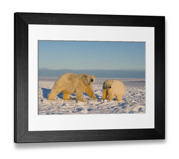 Framed Print : polar bear, Ursus maritimus, sow with cub on the pack ice, 1002 coastal plain of Framed Print : polar bear, Ursus maritimus, sow with cub on the pack ice, 1002 coastal plain of