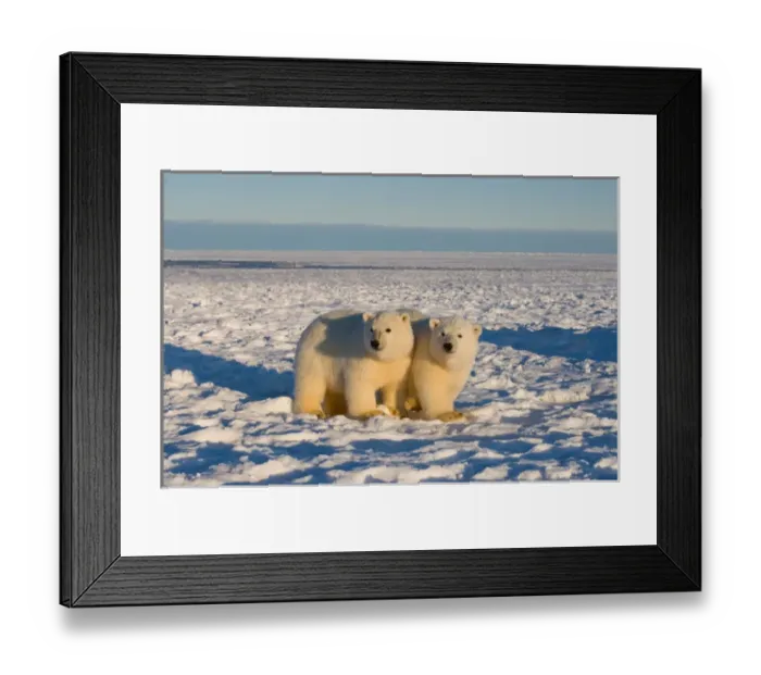 Framed Print : polar bear, Ursus maritimus, cubs play, 1002 coastal plain of the Arctic National Wildlife Refuge