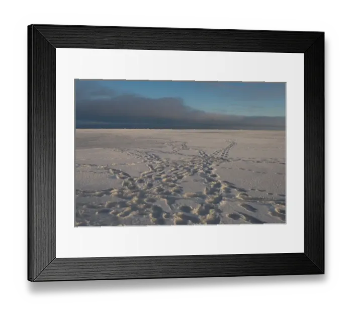 Framed Print : polar bear, Ursus maritimus, tracks, 1002 coastal plain of the Arctic National Wildlife Refuge Framed Print : polar bear, Ursus maritimus, tracks, 1002 coastal plain of the Arctic National Wildlife Refuge