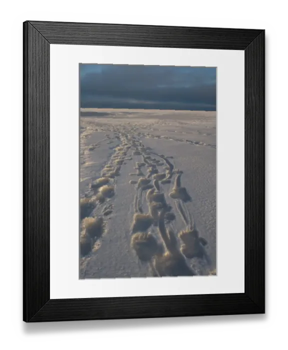Framed Print : polar bear, Ursus maritimus, tracks, 1002 coastal plain of the Arctic National Wildlife Refuge Framed Print : polar bear, Ursus maritimus, tracks, 1002 coastal plain of the Arctic National Wildlife Refuge
