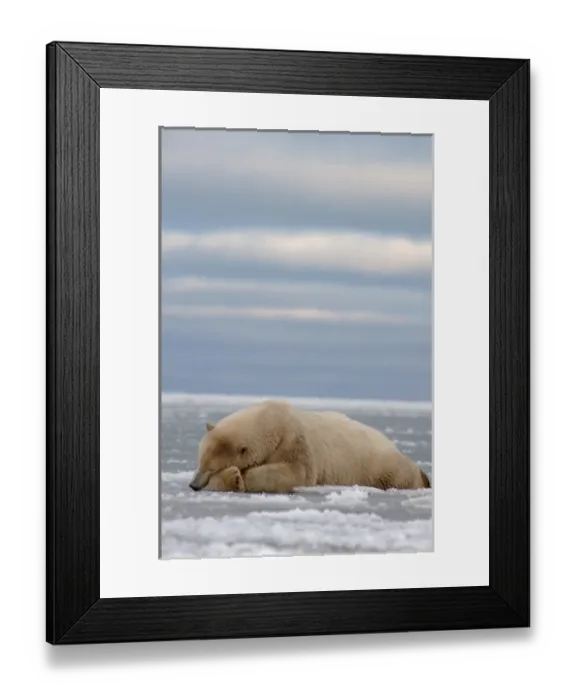 Framed Print : polar bear, Ursus maritimus, sleeping on the pack ice, 1002 coastal plain of Framed Print : polar bear, Ursus maritimus, sleeping on the pack ice, 1002 coastal plain of