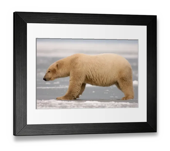 Framed Print : polar bear, Ursus maritimus, on the pack ice, 1002 coastal plain of the Arctic National Framed Print : polar bear, Ursus maritimus, on the pack ice, 1002 coastal plain of the Arctic National