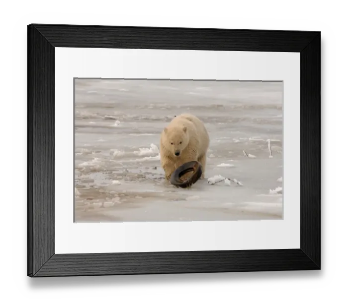Framed Print : polar bear, Ursus maritimus, cub playing with a tire on the pack ice, 1002 coastal Framed Print : polar bear, Ursus maritimus, cub playing with a tire on the pack ice, 1002 coastal